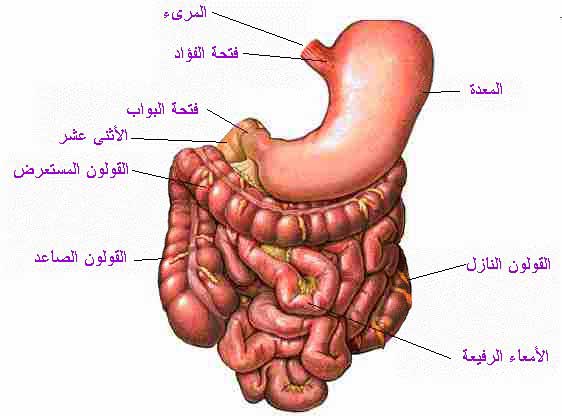 رسم جسم الانسان من الداخل 5