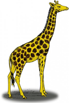 زرافة ملونة 5
