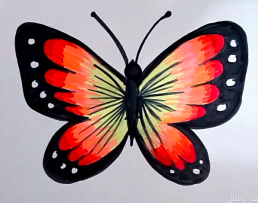 رسم فراشة للاطفال 2