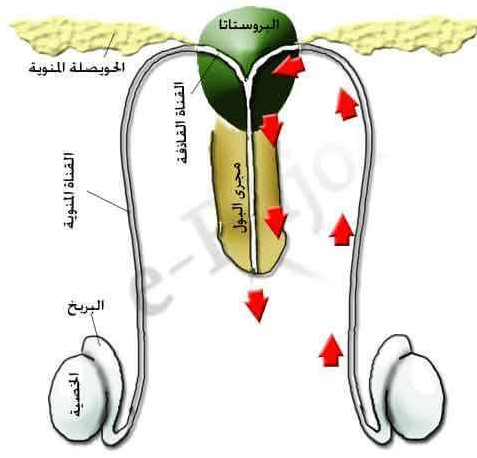 صفات الخصية الضامرة