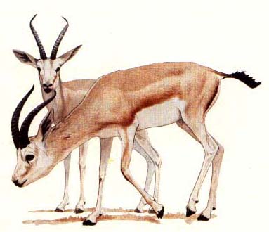 رسم غزالة 3