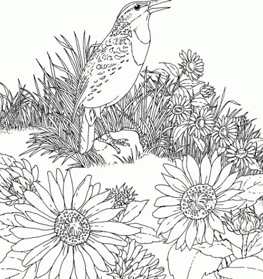 رسومات للتلوين جاهزة للطباعة للكبار 5