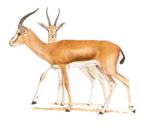 رسم غزالة 2