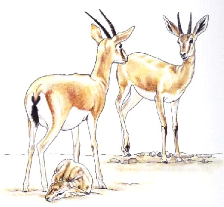 رسم غزالة 4