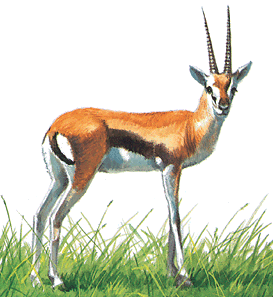 رسم غزالة 5