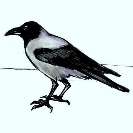 رسم غراب للاطفال 1