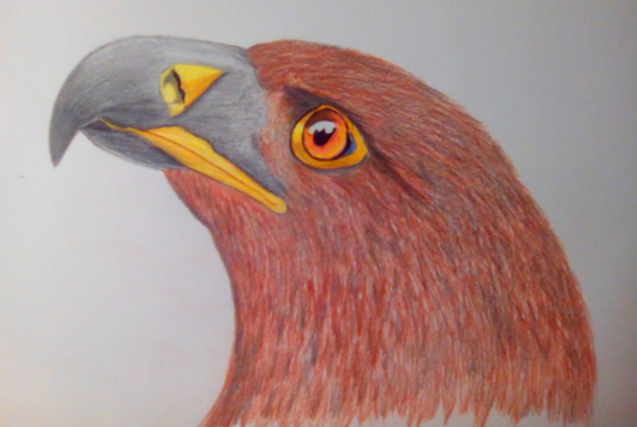 رسم صقر ملون 1