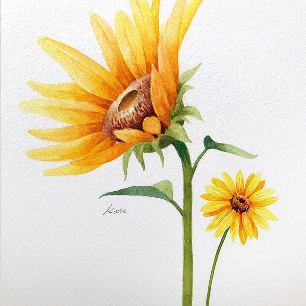 رسومات زهور ملونة 2