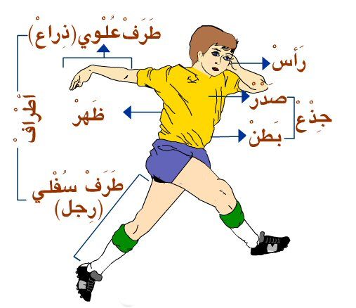 اعضاء جسم الإنسان للاطفال 3