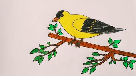 رسم عصفور 3