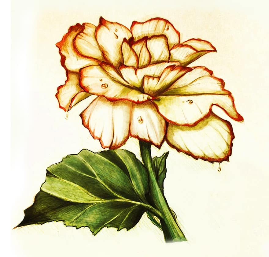 رسومات زهور ملونة 3