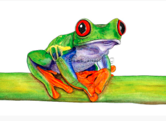 رسم ضفدع حقيقي 3