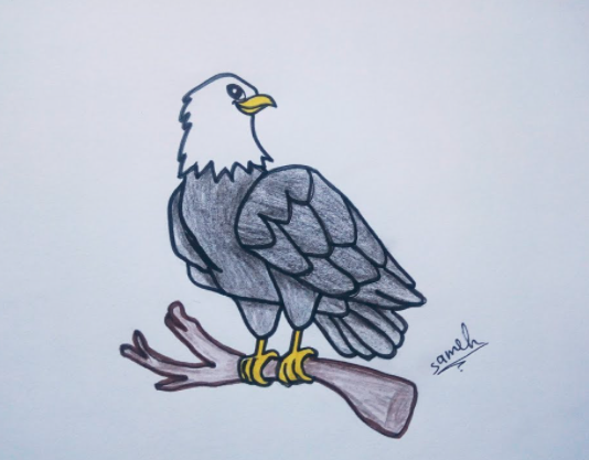 رسم صقر ملون 3