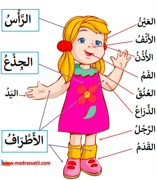 اعضاء جسم الإنسان للاطفال 5