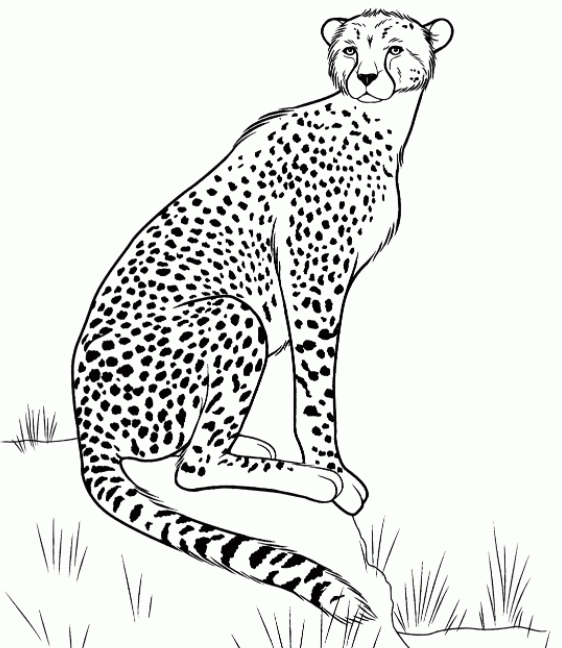 رسومات حيوانات الغابة 5
