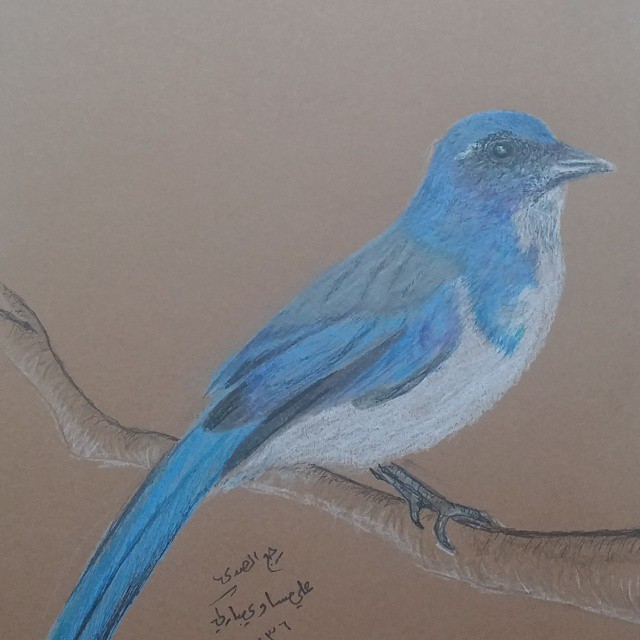 رسم عصفور 2