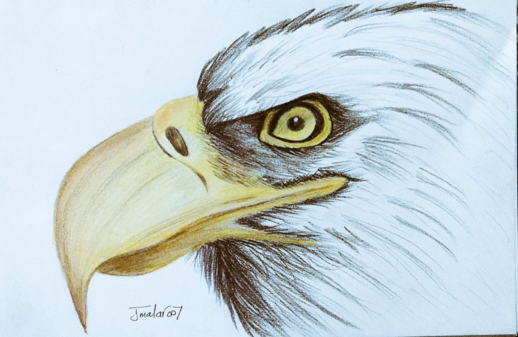 رسم صقر ملون 4