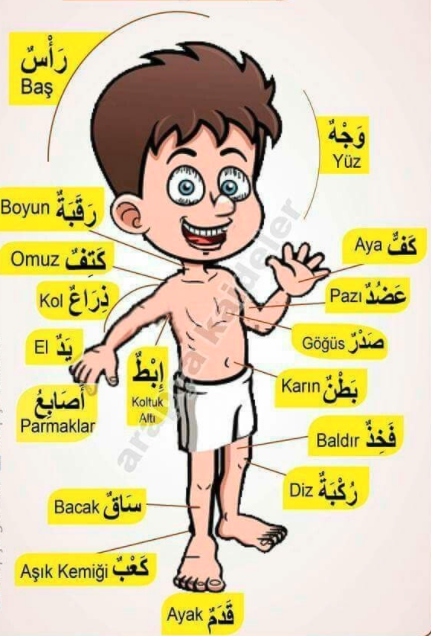 اعضاء جسم الإنسان للاطفال 6