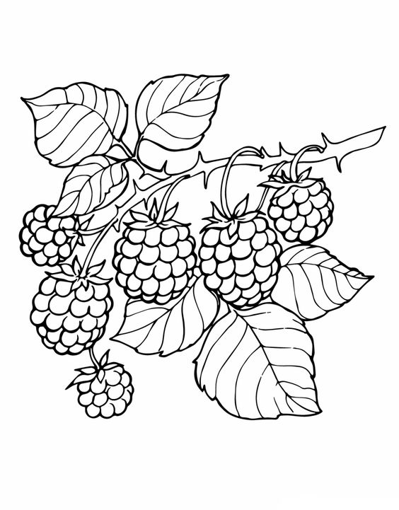 رسومات اطفال للتلوين pdf 3