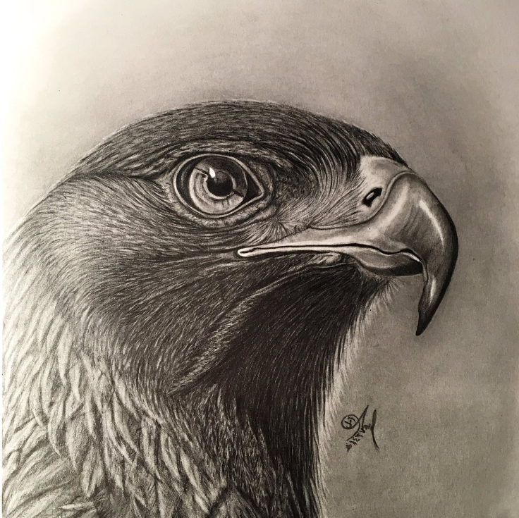 رسم نسر 1