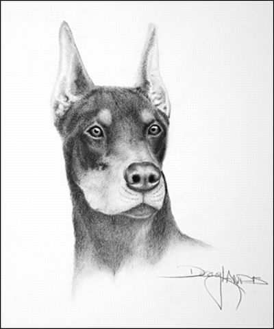 رسومات كلاب بالرصاص 2