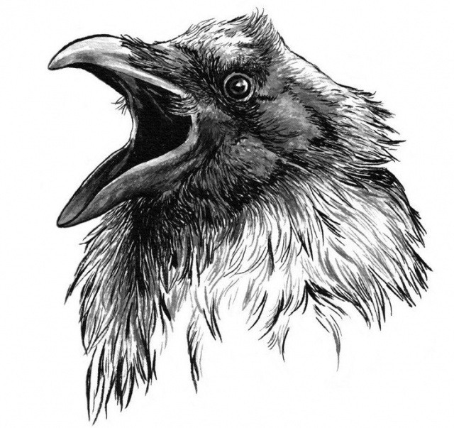رسم غراب للاطفال 6