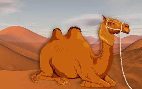 رسم جمل جالس 2