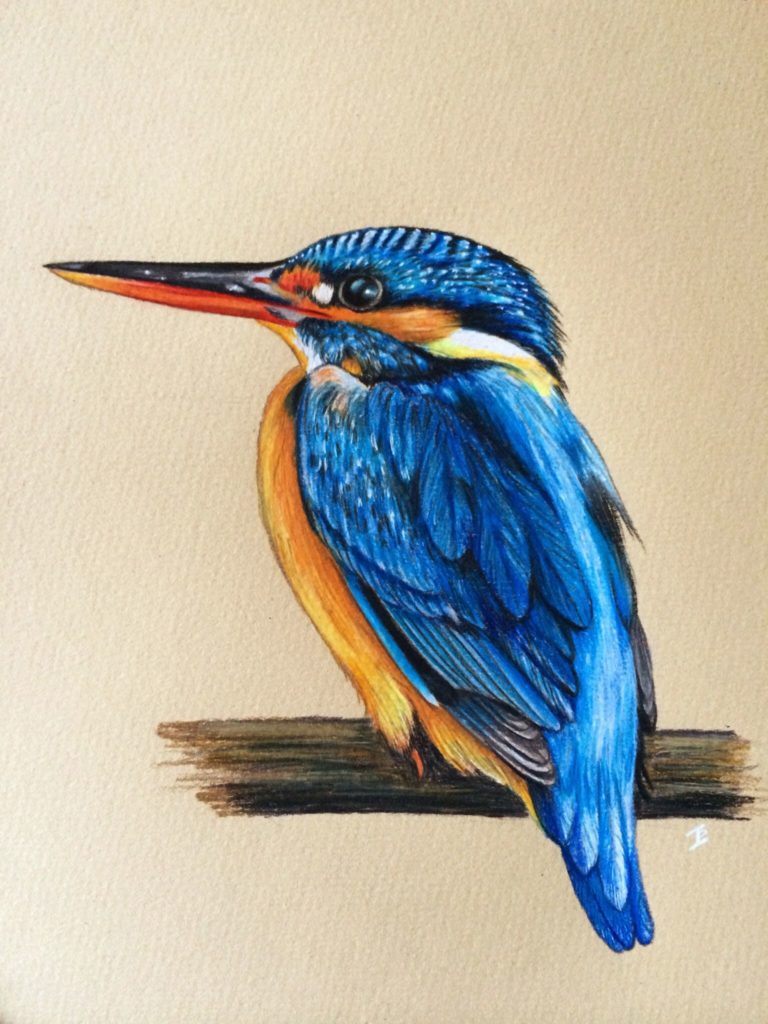 رسم عصفور 5