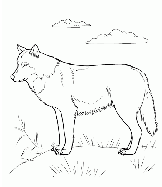 رسومات حيوانات مفترسة للتلوين 4