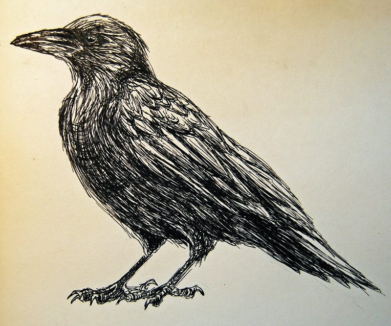 رسم غراب للاطفال 5