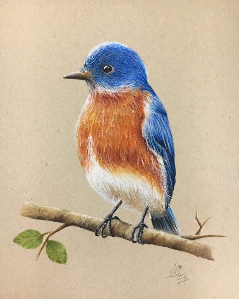 رسم عصفور 7