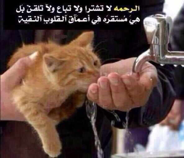 رسومات تلوين رفق - عبارات عن الرفق بالحيوان 1
