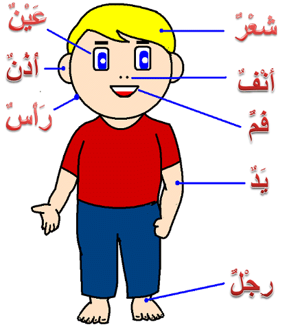 اعضاء جسم الإنسان للاطفال 2