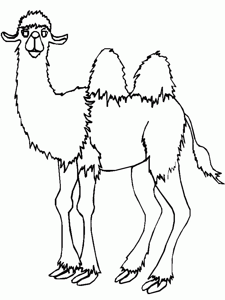 رسومات تلوين جمل3