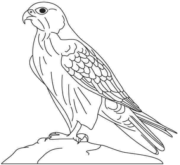 رسومات تلوين صقر1