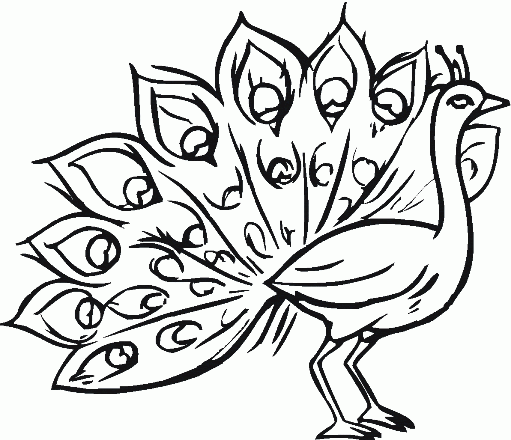 رسومات تلوين طاووس1