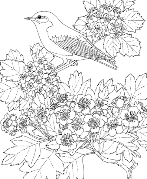 رسومات تلوين صعبة2