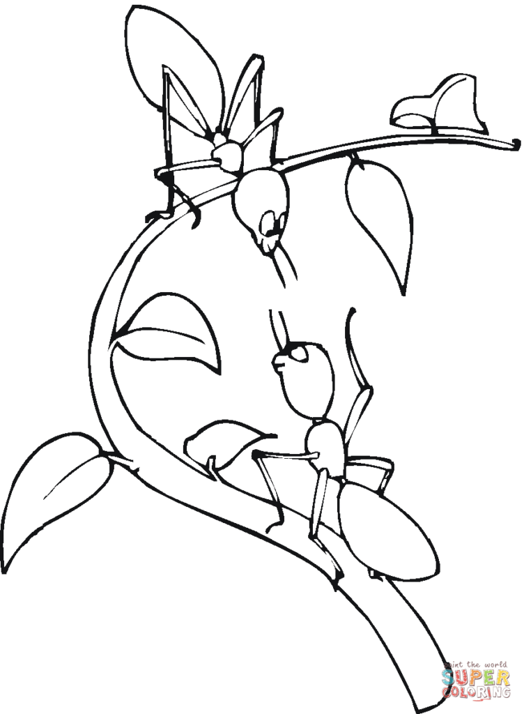 رسومات تلوين نمل5
