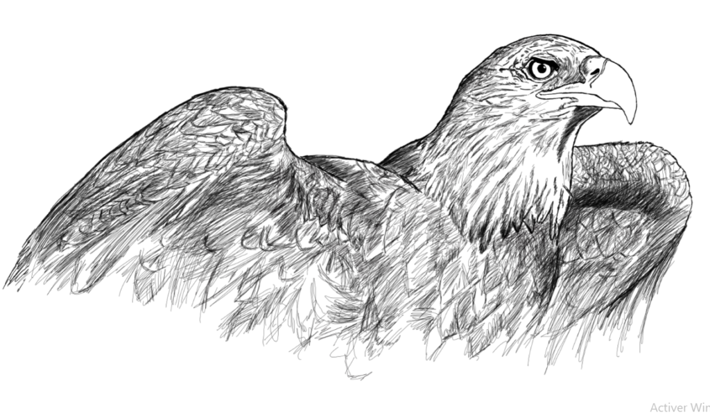 رسم نسر 4