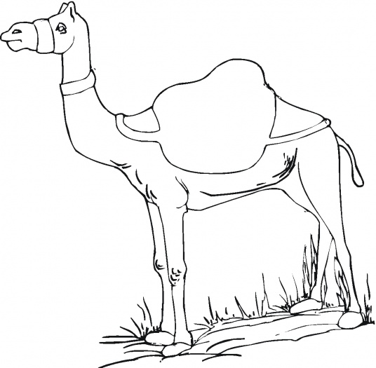 رسومات تلوين جمل4