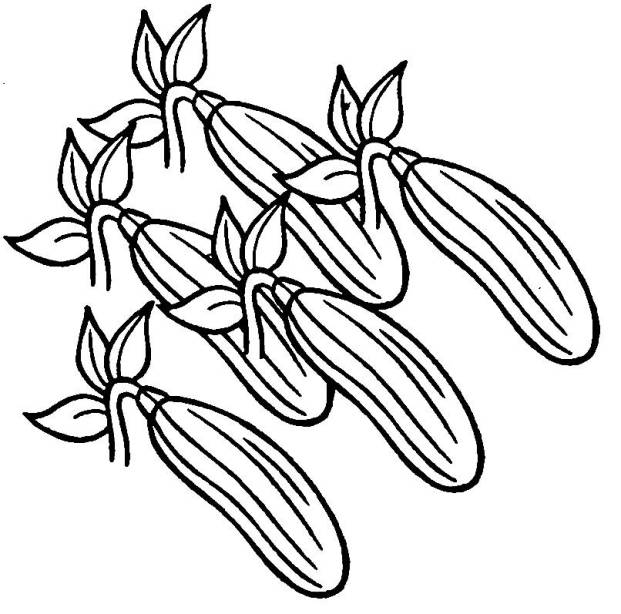 رسم خيار 6