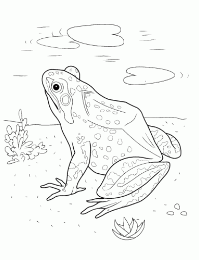 تلوين رسومات ضفدع3