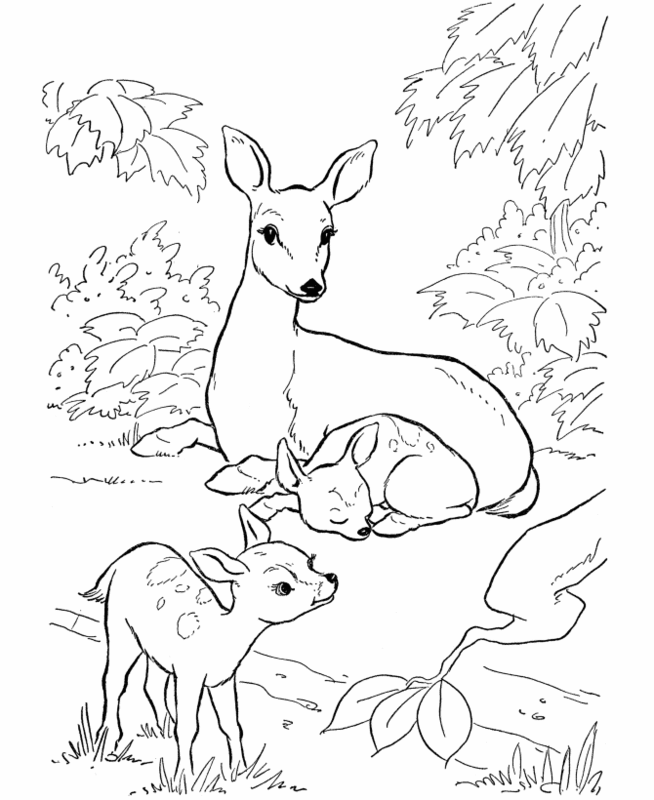 رسومات غزالة للتلوين5