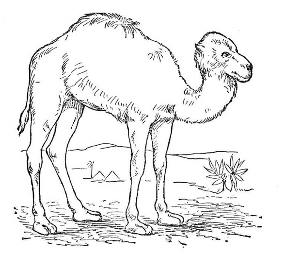 رسم جمل للتلوين 2
