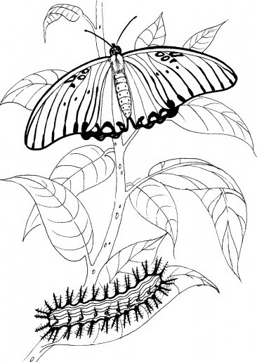 رسومات ورود وفراشات للتلوين 4