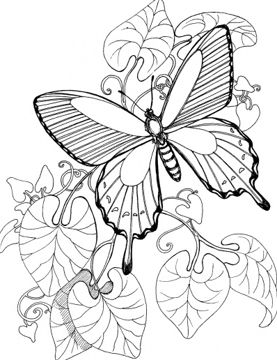 رسومات ورود وفراشات للتلوين 5