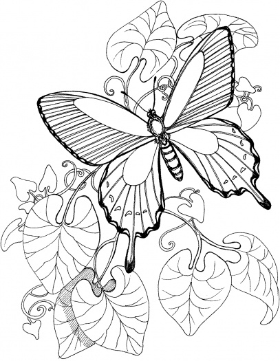 رسومات ورود وفراشات للتلوين 1