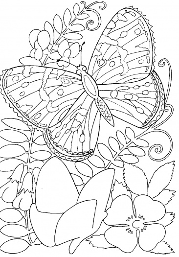رسومات ورود وفراشات للتلوين 4