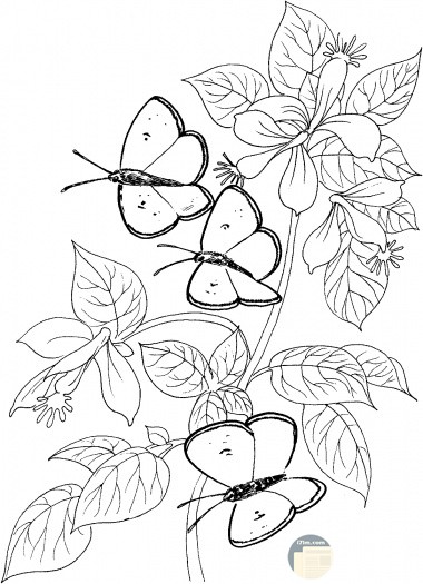 رسومات ورود وفراشات للتلوين 6