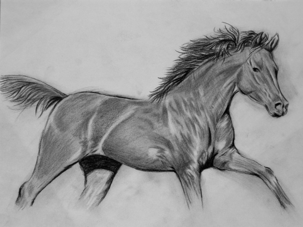 حصان مرسوم بالرصاص 4